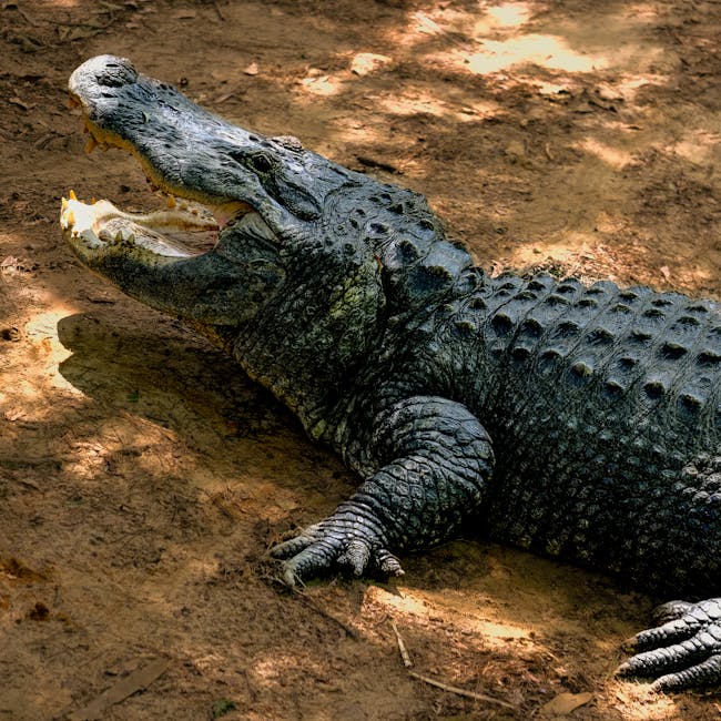 Legal blog archive icon