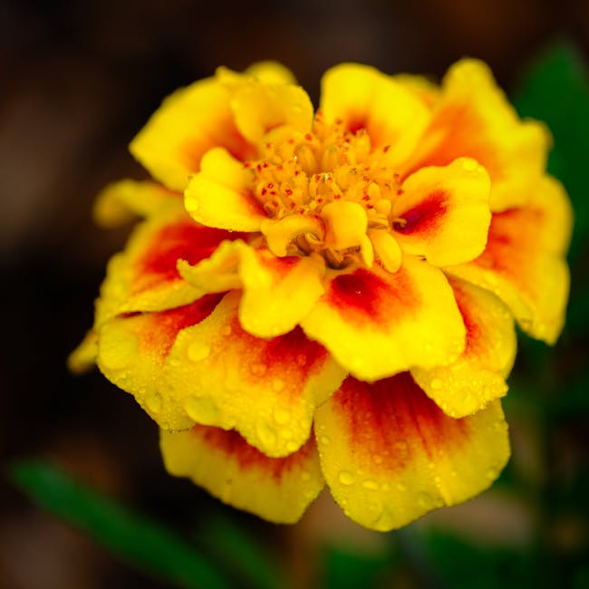 Map and contact information display